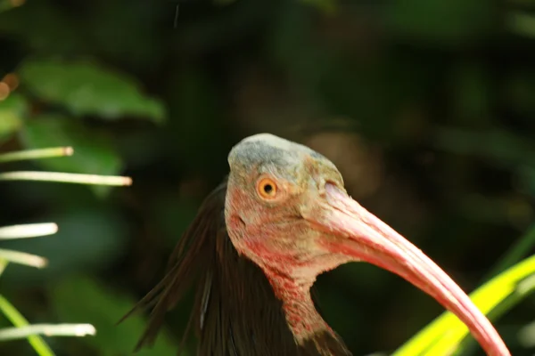 Natura — Foto Stock