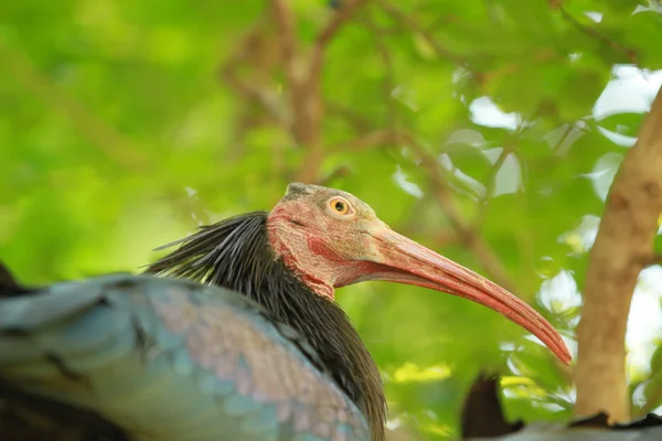 Waldrapp ibis — Stok fotoğraf