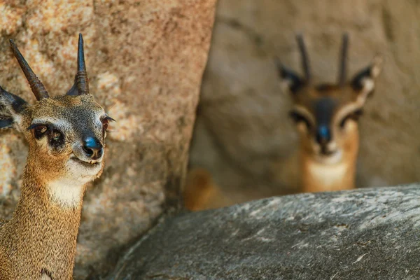 Antilope saltarupe — Foto Stock