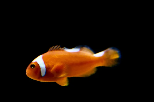 Clarion angelfish — Stok fotoğraf