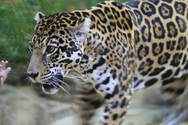 Jaguar — Stok fotoğraf