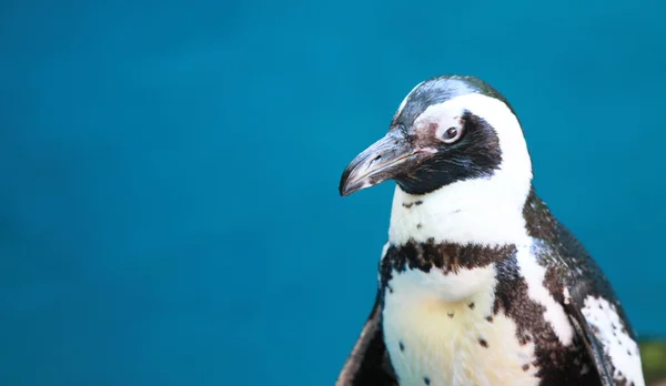 Pinguïn Rechtenvrije Stockfoto's
