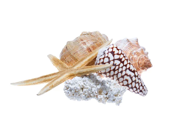 Coquille de mer isolée sur fond blanc — Photo