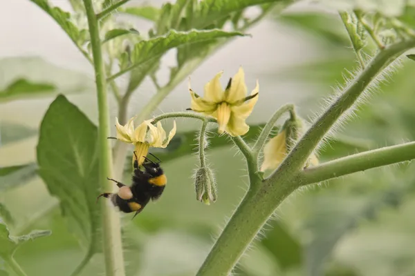 Hommel — Stockfoto