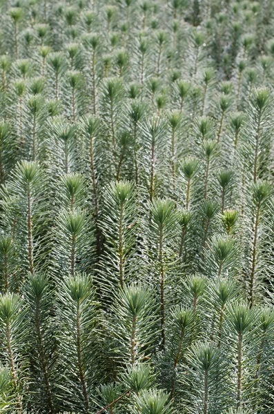 Pines — Stock Photo, Image