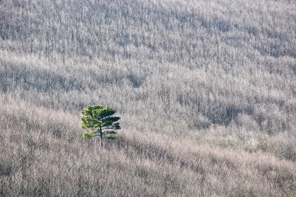 Solitérní borovice — Stock fotografie