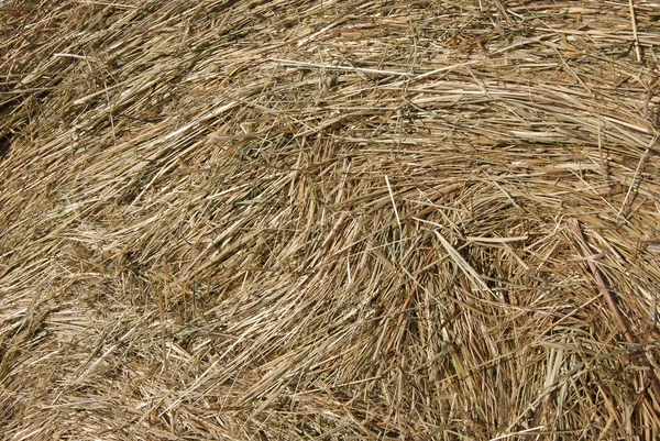 Macro hay — Stock Photo, Image