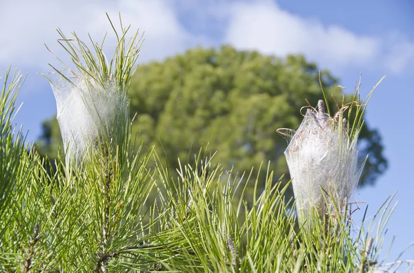 keseböceği tırtıl