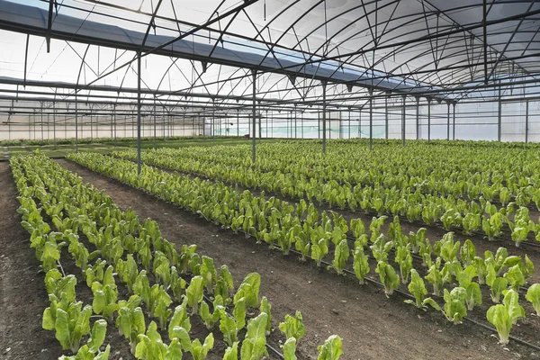 Greenhouse chard — Stock Photo, Image