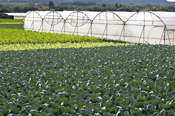 Greenhouse — Stock Photo, Image