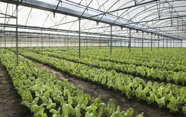 Chard growing greenhouse — Stock Photo, Image