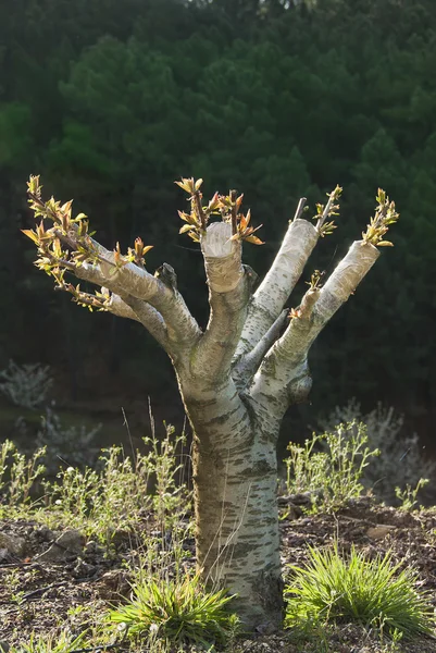 başarılı yarık greft