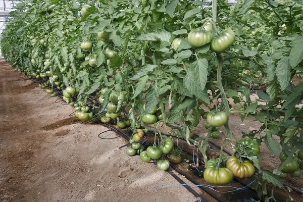Raf tomatoes — Stock Photo, Image
