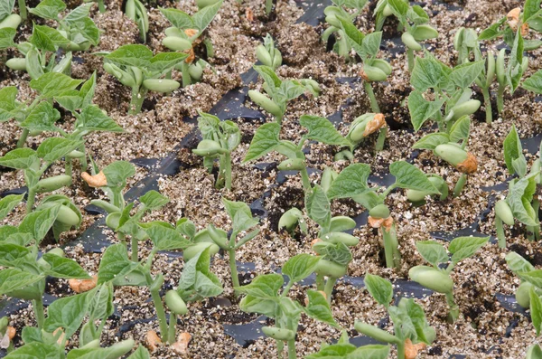 Planten bonen — Stockfoto