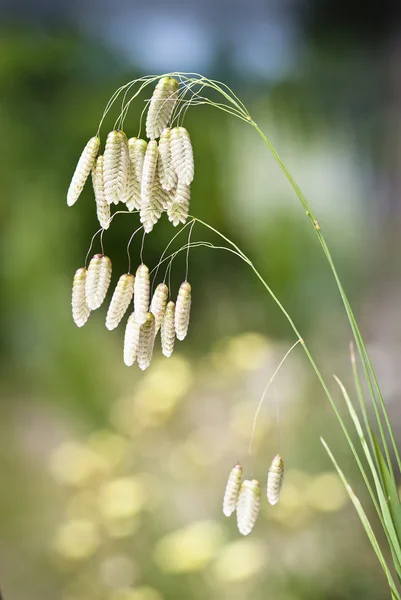 Grass — Stock Photo, Image