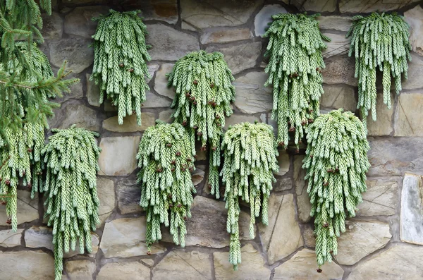 Plantas de crassulaceos — Foto de Stock