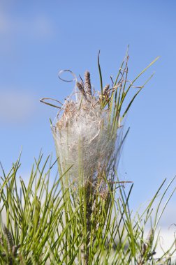 keseböceği tırtıl