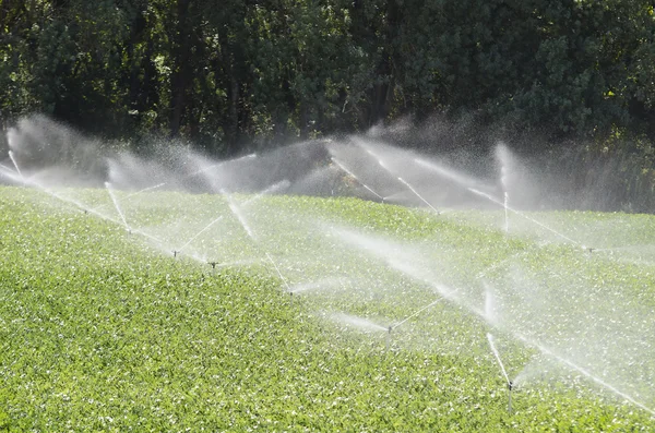 Sprinklerbewässerung — Stockfoto