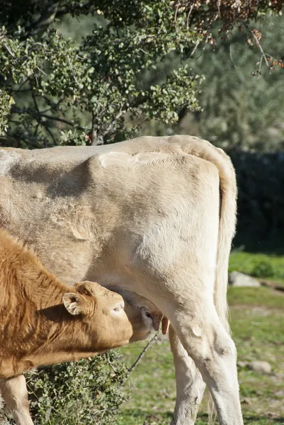 Vaca y ternero —  Fotos de Stock