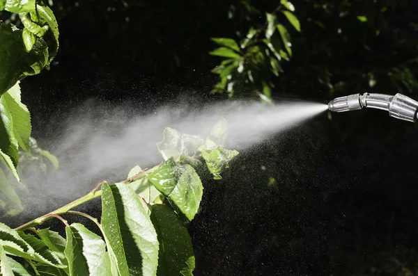 Aphid — Stock Photo, Image