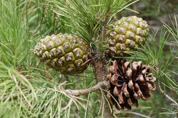 Pinus Royaltyfria Stockfoton