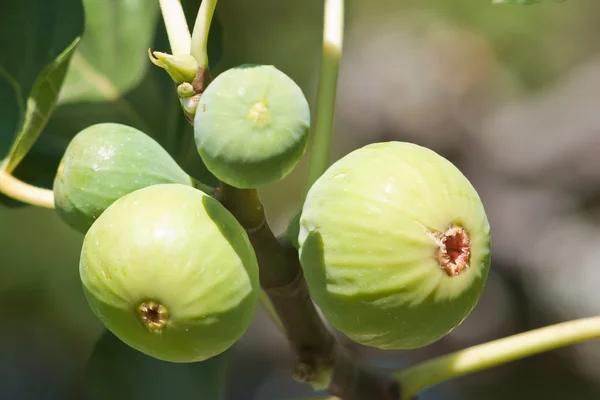 Figs — Stock Photo, Image