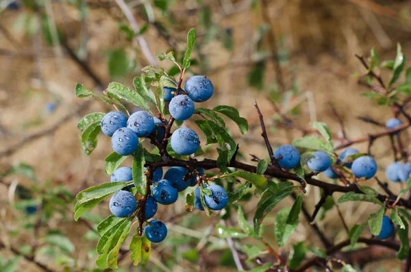 Sloes — Stock fotografie