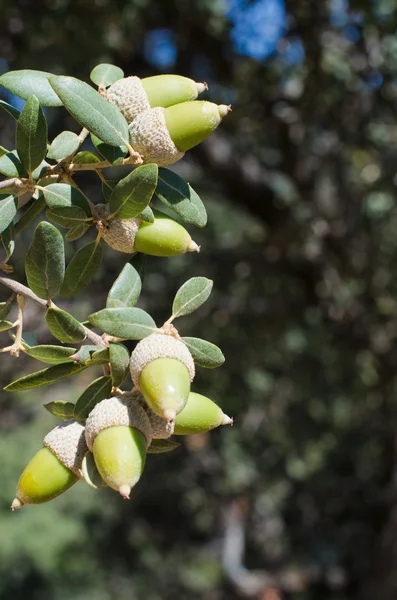 Acorns — Stock Photo, Image