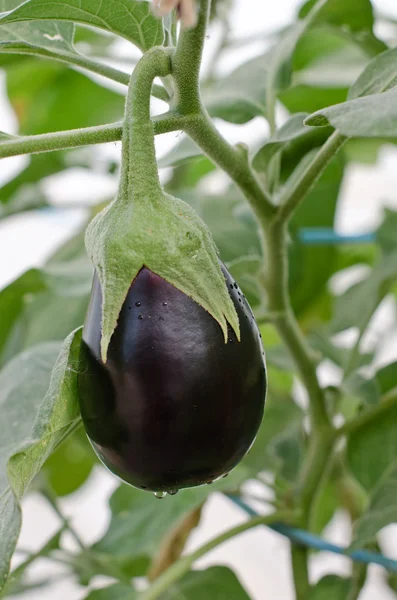 Aubergine — Stockfoto