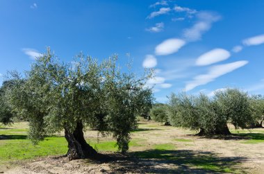 zeytin