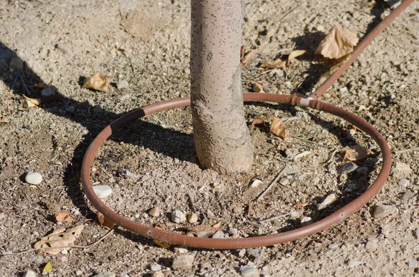 Drip irrigation — Stock Photo, Image