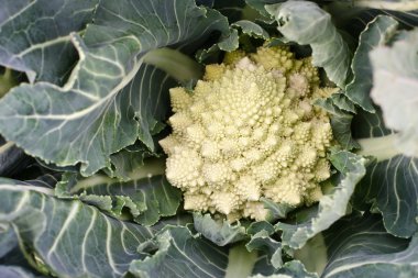 romanescu