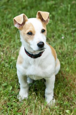 Jack Russell Teriyeri