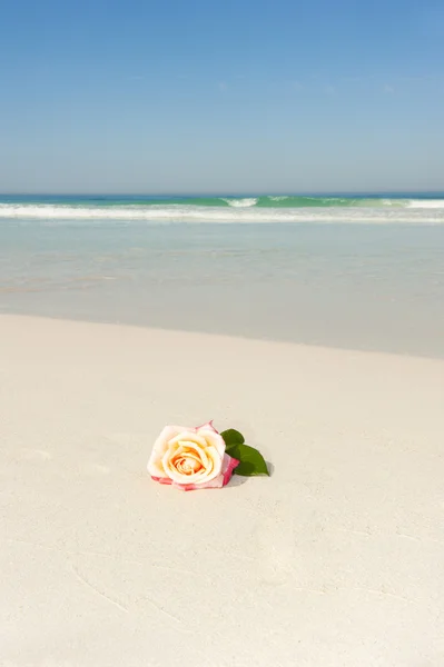 Roseblomst på tropisk strand – stockfoto