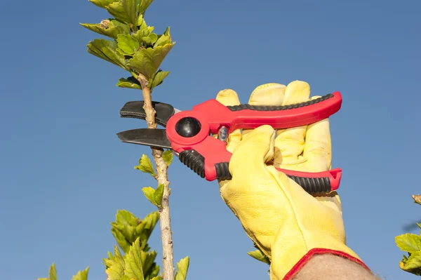 Trabajo de jardinería poda árbol cielo fondo — Foto de Stock