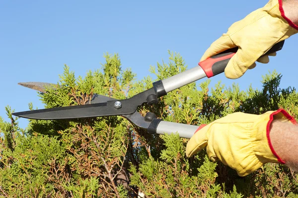 Tuin werk snoeien hedge hemelachtergrond — Stockfoto