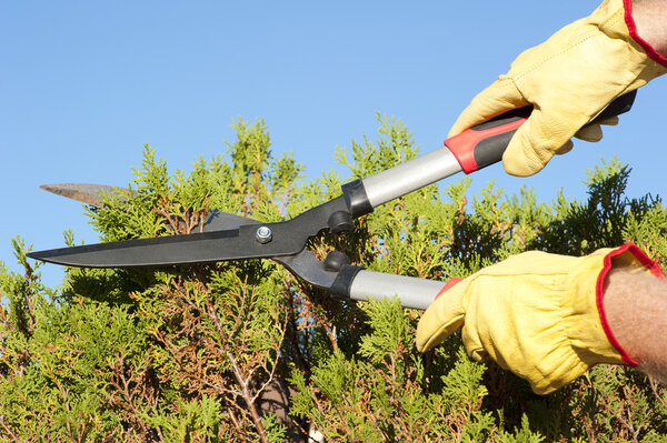 Садовые работы обрезка хедж небо фон
