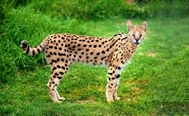 Alert serval cat clipart