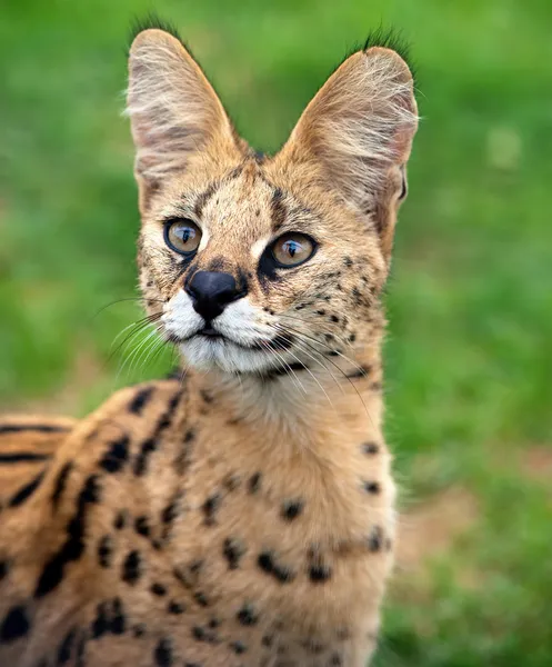 serval portre