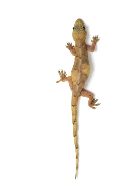 Gecko jaszczurka — Zdjęcie stockowe