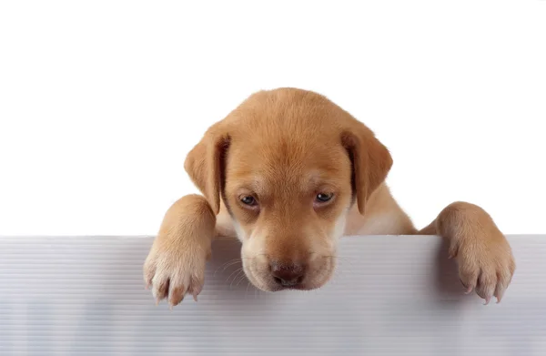 Puppy on the fence — Stock Photo, Image