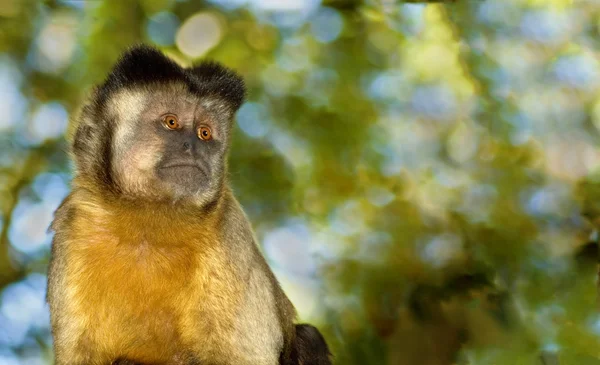 Lone Capuchin Monkey — Stock Photo, Image