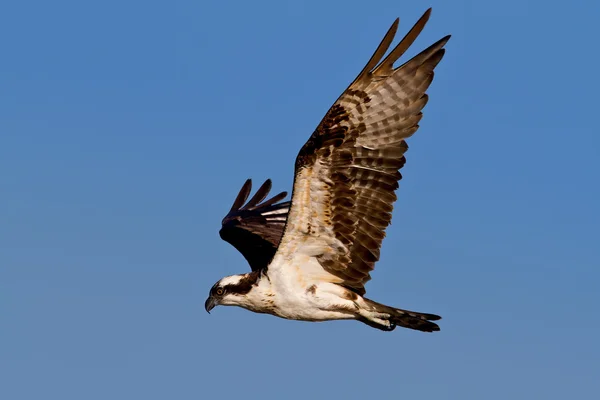 Osprey (Pandion haliatus) — Stock Photo, Image