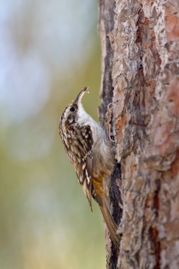 Brown sarmaşık (Certhia americana)