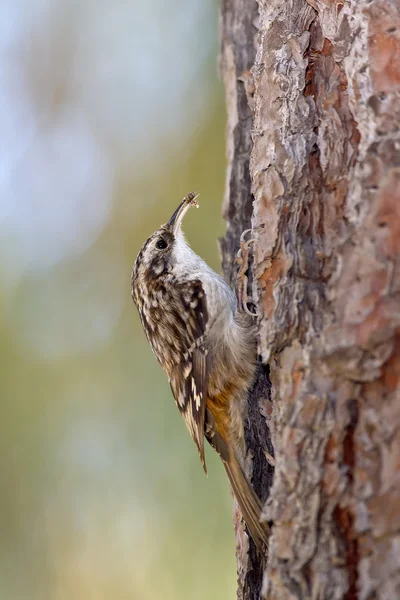 Liána hnědá (Certhia americana) — Stock fotografie