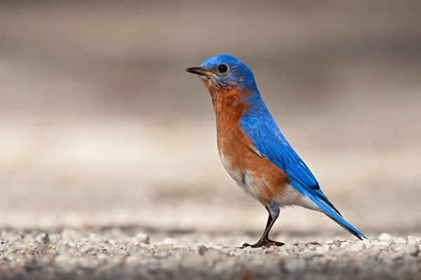 Східний блакитний птах (sialia sialis) — стокове фото