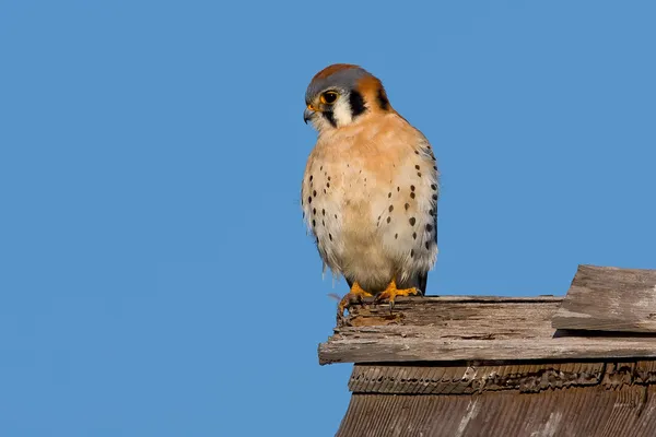 American Kestrel (Falco sparverius) — Stock Photo, Image