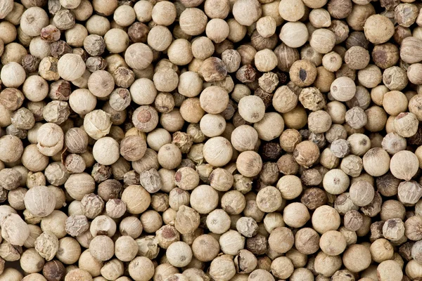 White Peppercorns (Piper nigrum) Stock Image