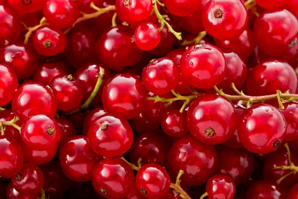 Red Currents (Ribes rubrum) — Stock Photo, Image