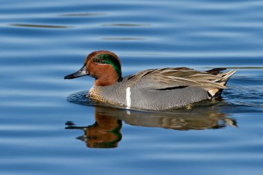Yeşil - kanatlı deniz mavisi (Anais carolinensis)
